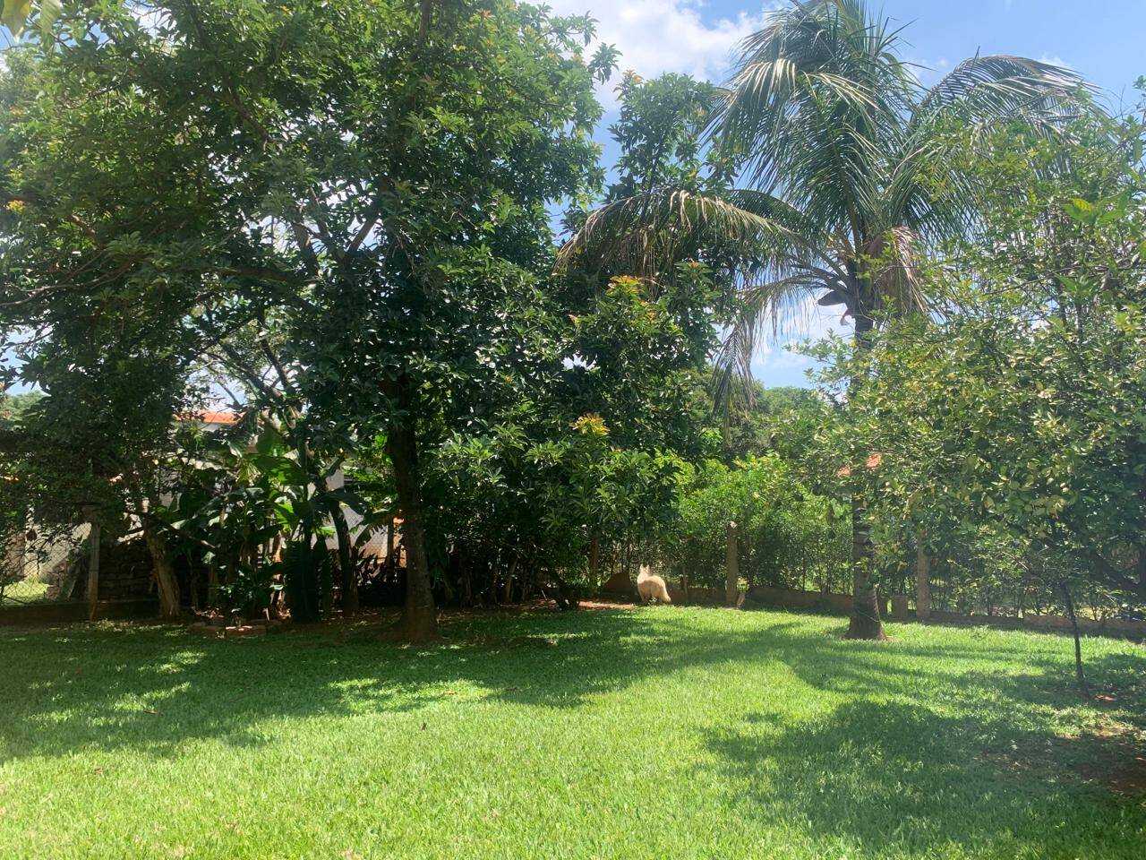 Chácara à venda com 3 quartos, 3000m² - Foto 12